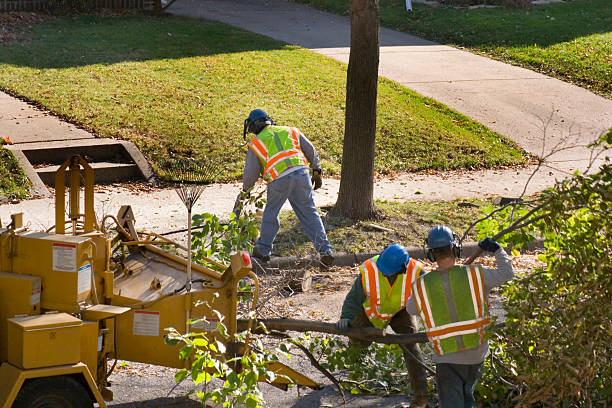 Best Dead Tree Removal  in Socorro, NM